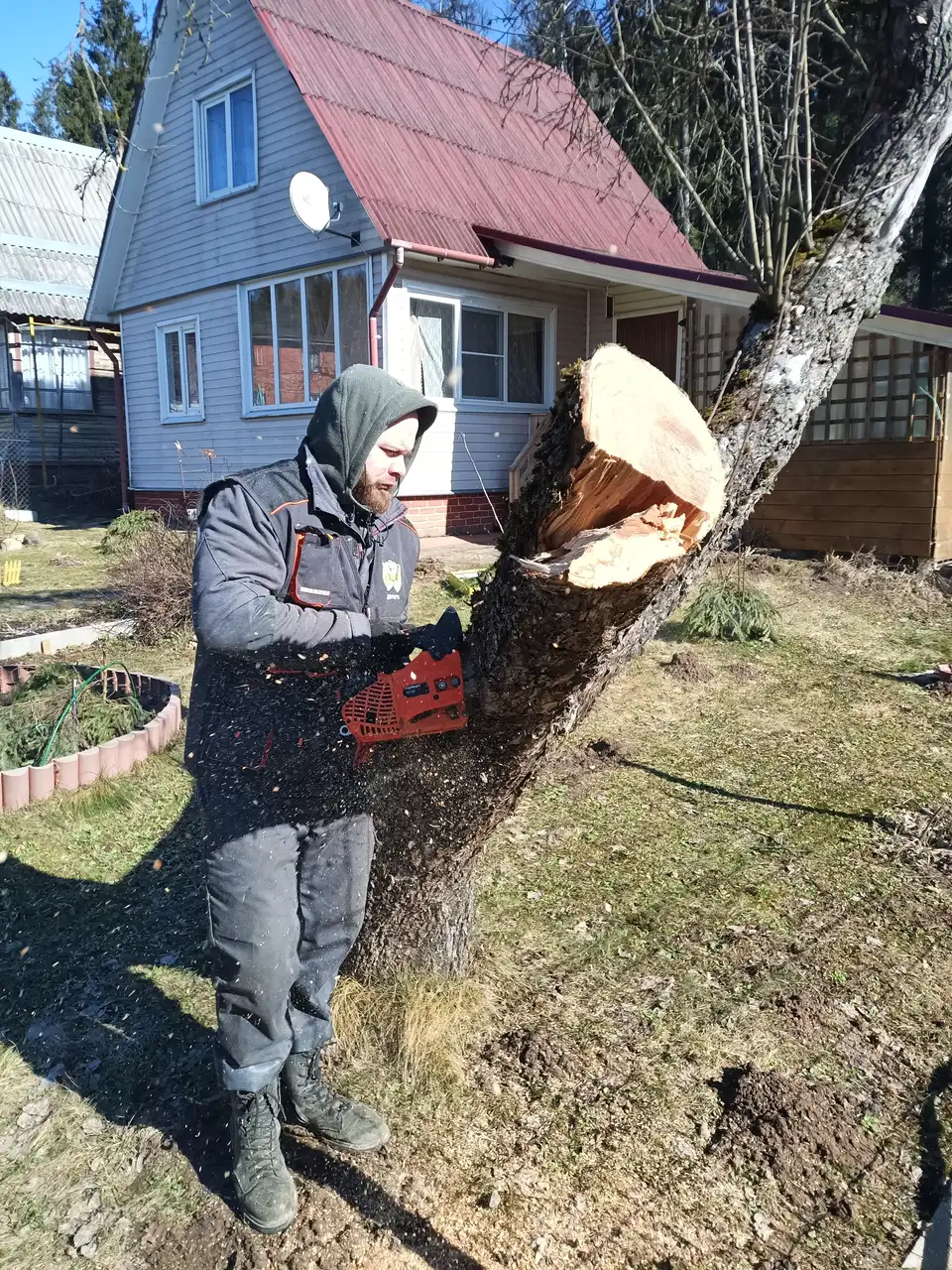 Спил и удаление деревьев на участке