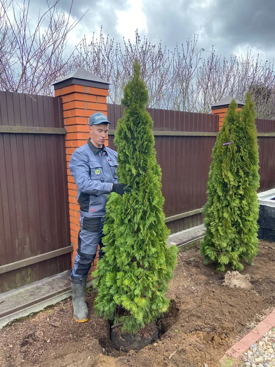Посадка деревьев и озеленение участка